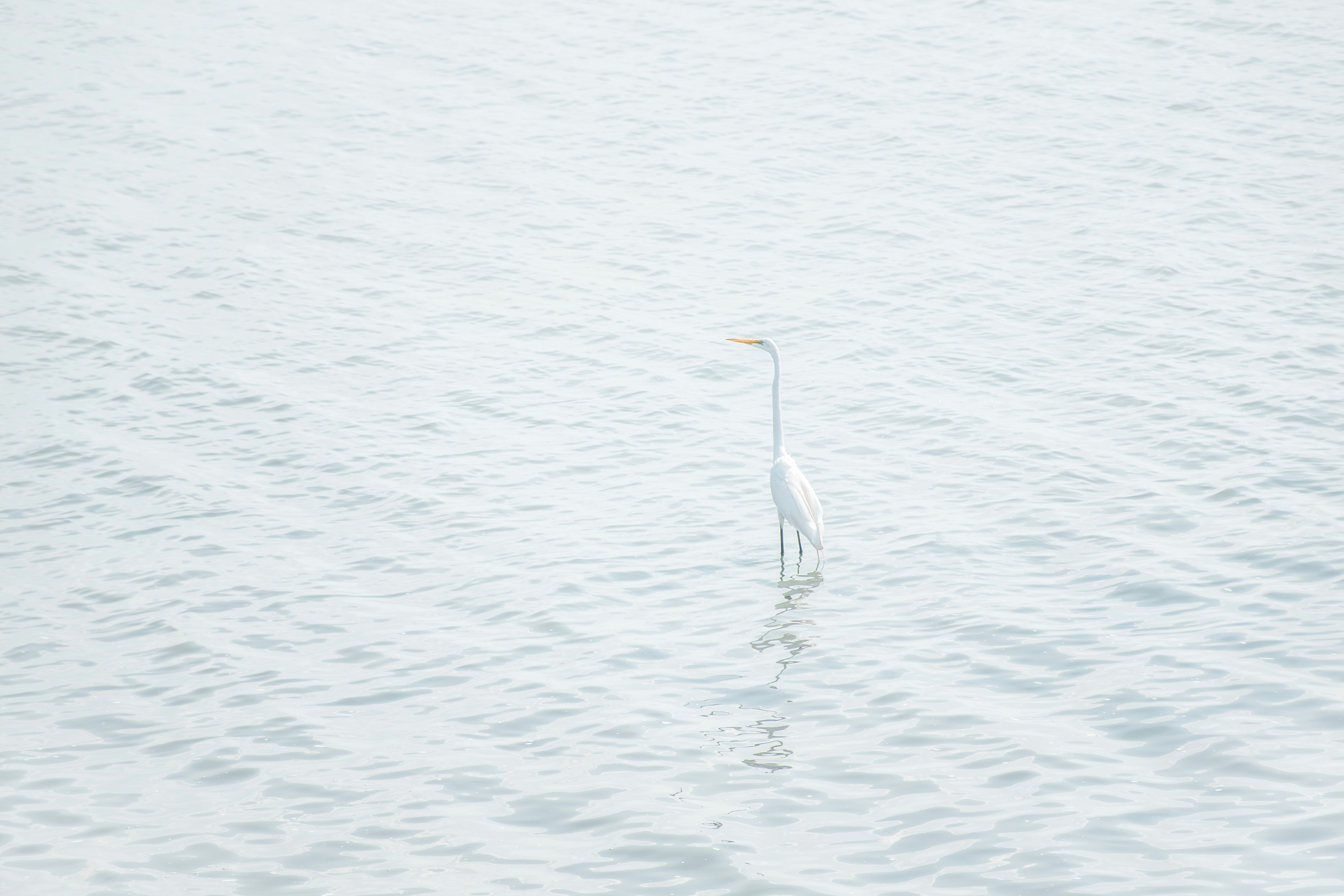 white bird on seashore